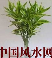 琼海十二生肖养什么植物最旺财运？你知道吗！